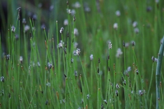 Eleocharis quinqueflora