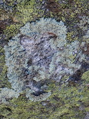 Arctoparmelia centrifuga