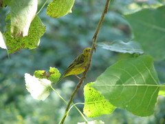 Sicalis flaveola