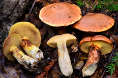 Suillus caerulescens image