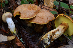 Gomphidius oregonensis image