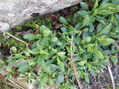 Solidago leiocarpa