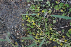 Halerpestes cymbalaria