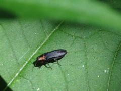 Agrilus ruficollis