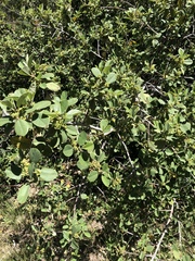 Frangula californica tomentella