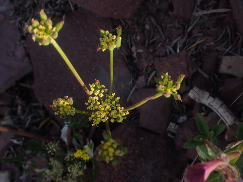 Image of Lomatium sandbergii by no rights reserved