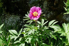Paeonia officinalis
