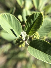Frangula californica tomentella