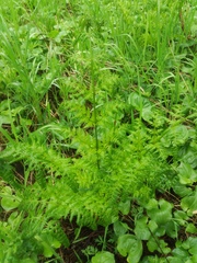 Pteridium latiusculum japonicum