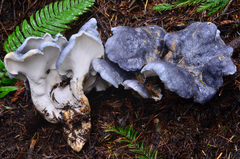 Albatrellus flettii image