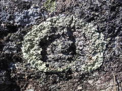 Arctoparmelia centrifuga