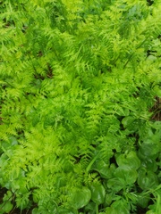 Pteridium latiusculum japonicum