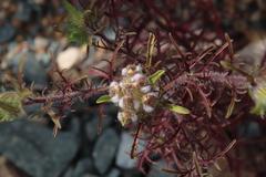 Pedicularideae