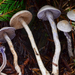 Cortinarius anomalovelatus - Photo (c) Christian Schwarz, some rights reserved (CC BY-NC), uploaded by Christian Schwarz