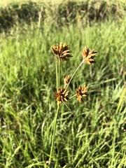 Rhynchospora indianolensis