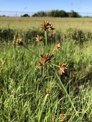 Rhynchospora indianolensis