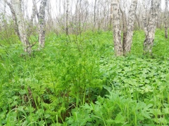 Pteridium latiusculum japonicum