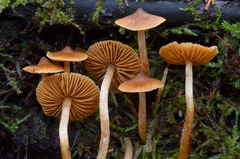 Cortinarius acutus image