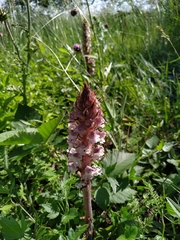 Orobanche reticulata