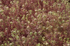 Pedicularideae