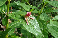 Lonicera alpigena