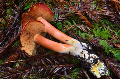 Cortinarius rubicundulus image