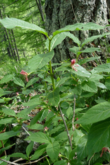 Lonicera alpigena