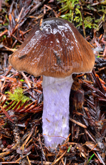 Cortinarius vanduzerensis image