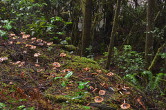 Cortinarius vanduzerensis image