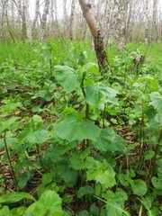 Parasenecio kamtschaticus