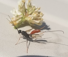 Aulacidae