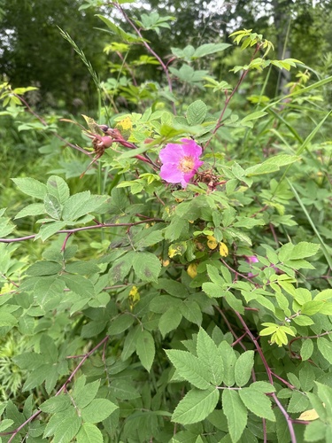 Image of Rosa amblyotis by (c) Tatyana Petrenko, some rights reserved (CC BY)