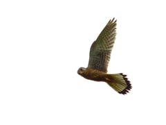 Falco tinnunculus
