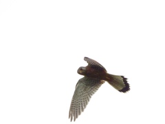 Falco tinnunculus