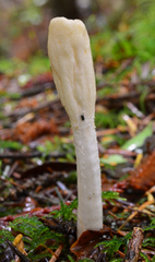 Image of Podostroma leucopus