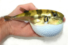 Smooth Puffer photo 1