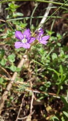 Legousia speculum-veneris