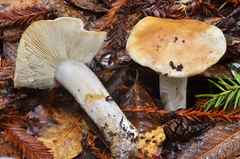 Tricholoma apium image