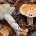 Tricholoma apium - Photo (c) Christian Schwarz, some rights reserved (CC BY-NC), uploaded by Christian Schwarz