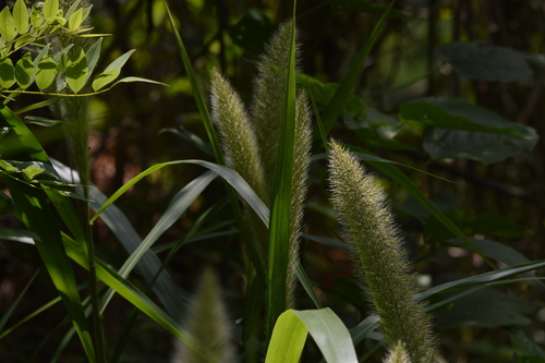 Setaria verticillata iNat (3)