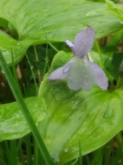 Viola sacchalinensis