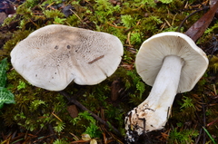 Tricholoma pardinum image