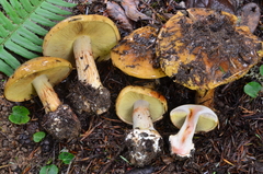 Calonarius elegantior