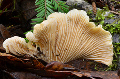 Cantharellus subalbidus image