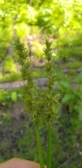 Carex stipata