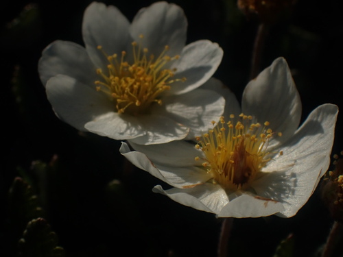 Hooker's eight-petal mountain-avens (Dryas hookeriana)