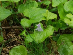Viola sacchalinensis