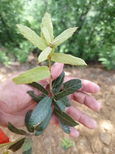 Mexican red oak