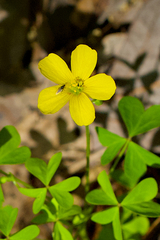 Oxalis texana