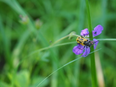 Brachyta interrogationis